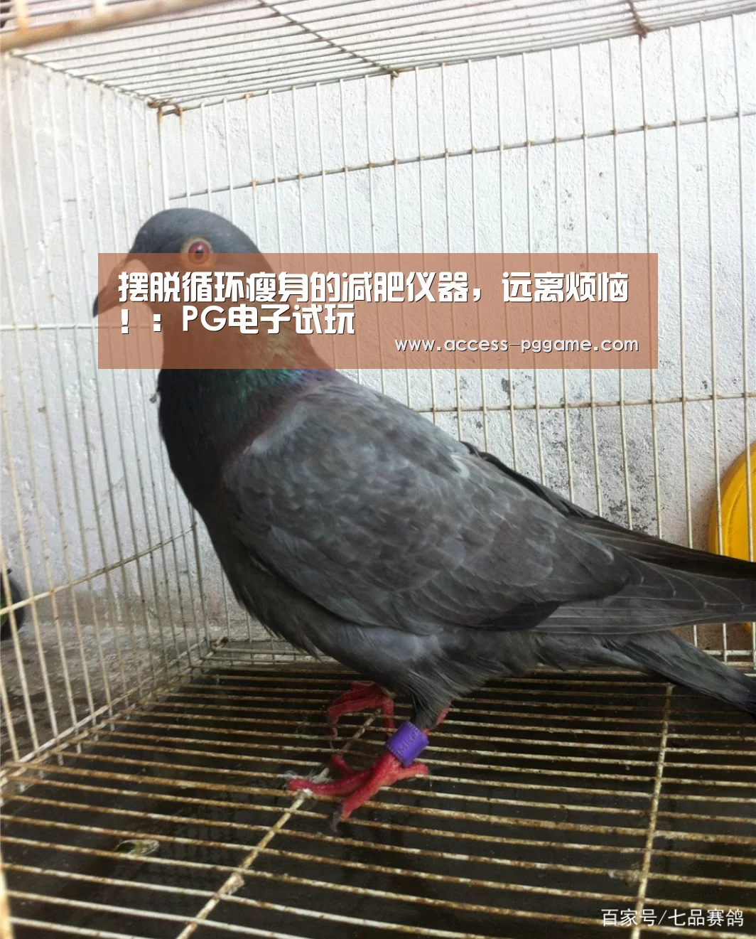 摆脱循环瘦身的减肥仪器，远离烦恼！：PG电子试玩
